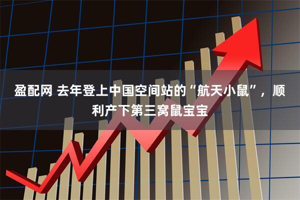 盈配网 去年登上中国空间站的“航天小鼠”，顺利产下第三窝鼠宝宝